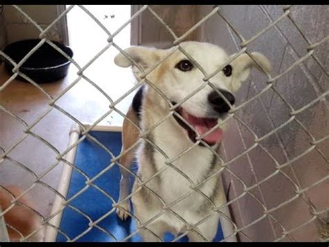 texarkana animal shelter dogs for adoption|texarkana humane society adoptable dogs.